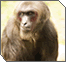 Of Monkeys and Men – Evolution vs. Creation